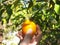 Human hand breaks an orange from tree branch, close up