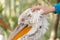 Human hand caress white Dalmatian pelican head