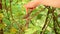 Human hand caressing young whitethroat fledgling