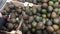 Human hand choosing ripe avocado fruits in supermarket stall, close up view