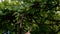 Human hand cuts dry twigs of vines on grape bush using pruner. Close-up. Outdoors.