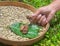 Human hand with feces with embedded coffee beans