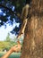 Human hand feeding sone food for wild squirrel in public park