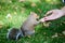 A human hand feeding a squirrel in a park