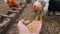 A human hand feeds chickens with wheat. Pecking the grain. Slow motion