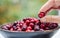 Human Hand fruit from wooden bowl with fresh cranberries