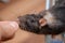 A human hand gives a seed to a black rat. A curious rodent climbed out of the cage in search of food