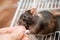 A human hand gives a seed to a black rat. A curious rodent climbed out of the cage in search of food