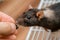 A human hand gives a seed to a black rat. A curious rodent climbed out of the cage in search of food