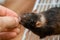 A human hand gives a seed to a black rat. A curious rodent climbed out of the cage in search of food