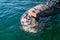 Human hand on grey whale approaching a boat