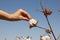 Human hand harvest ripe cotton