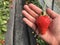 Human hand harvesting a Red ripe strawberry from japnese organic agriculture farmland.