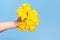 Human Hand hold Bouquet of Daffodil