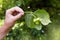 Human hand holding a branch with four green hazelnuts.