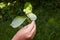 Human hand holding a branch with four green hazelnuts.