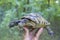 Human hand holding a forest turtle frog