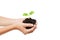 Human hand holding green sprout leaf growth at dirt soil