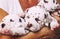 Human hand holding many puppies dalmatian