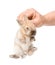 human hand holding a newborn rabbit. isolated on white background