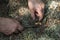 Human hand holds a found mushroom in the forest