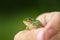 Human Hand holds a green frog, selective focus, green blurred background