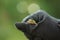 Human Hand holds a green frog, selective focus, green blurred background