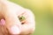 Human Hand holds a green frog, selective focus, green blurred background