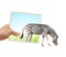 Human hand holds a photograph with zebra emerging from photography