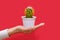 A human hand holds a small decorative cactus with yellow needles in a white pot on a red background