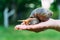 A human hand holds a snail in the palm in the street in the summer. Akhatina has a brown and yellow color