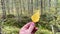 A human hand holds a yellow birch leaf, turning it around the axis. Autumn nature.