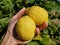 Human hand hols italian lemons, homemade genuine fruit collect,winter product