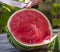 Human hand with a knife cuts in half a ripe large watermelon