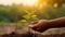 Human hand nurturing a new plant with water droplets and sunlight