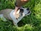 Human hand petting a happy dog in long grass