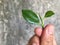 Human hand picking top part of green tea leaf with blurred cement wall as background