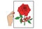 Human hand picks red rose card with the word love