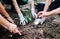 Human hand planted trees to protect the environment and ecological