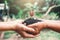 Human hand planting sprout in nature