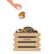 Human hand puts spoiled orange fruit in box with compost. Wooden box with fruits, vegetable scraps, greens in ground. No