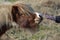 Human hand reaches out to a shetland pony