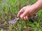 Human hand reaching to pick small Stevens meadow saffron flowers in the forest.