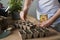 Human hand sows flower seeds into a seedling tray