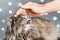 Human hand stroking gray British cat on a light background with bokeh