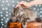 Human hand stroking gray British cat on a light background with bokeh