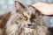 Human hand stroking gray British cat on a light background with bokeh