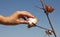 Human hand touches a boll of ripe cotton