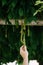 Human hand touches wisteria seeds after flowering on the arch.