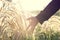 human hand touching grass flower with golden sunlight in the morning.